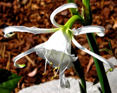 white spider lily photo