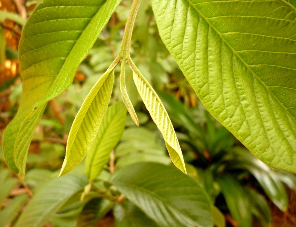Hojas de guayaba 1