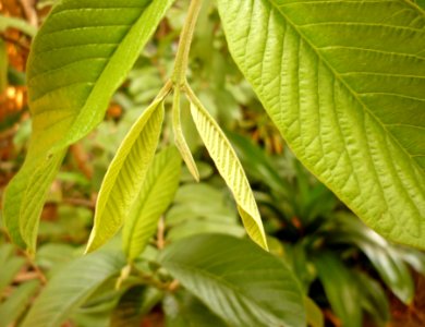 Hojas de guayaba 1