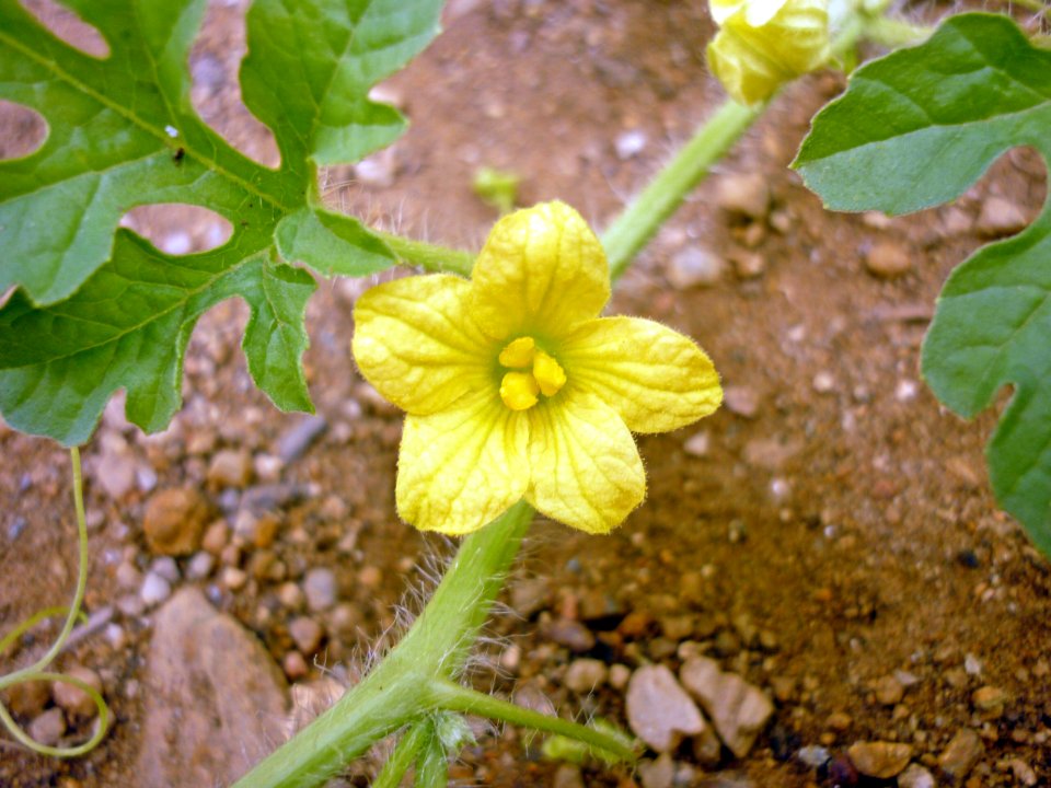 Patilla 04