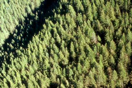 Mt Hood aerial  old growth000