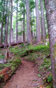 Hiking Trail to Mt Rose, Olympic National Forest photo