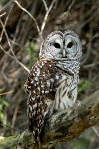 barred Owl