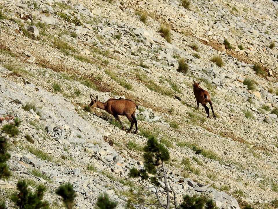 Chamois   Draille de Fonfiole