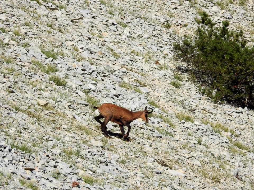 Chamois