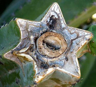 damaged cactus branch cross-section