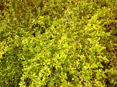 Malpighia glabra Semeruco 1