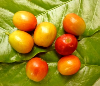 Coffea arabica Café 3