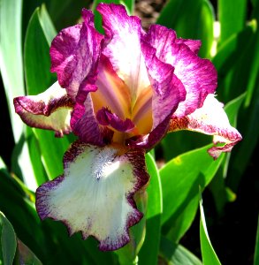 magenta and white bearded iris photo
