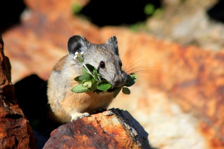 American Pika eating Clover, Wallowa-Whitman National Forest photo