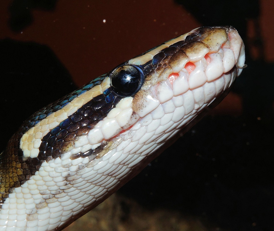 Constrictor animal scale
