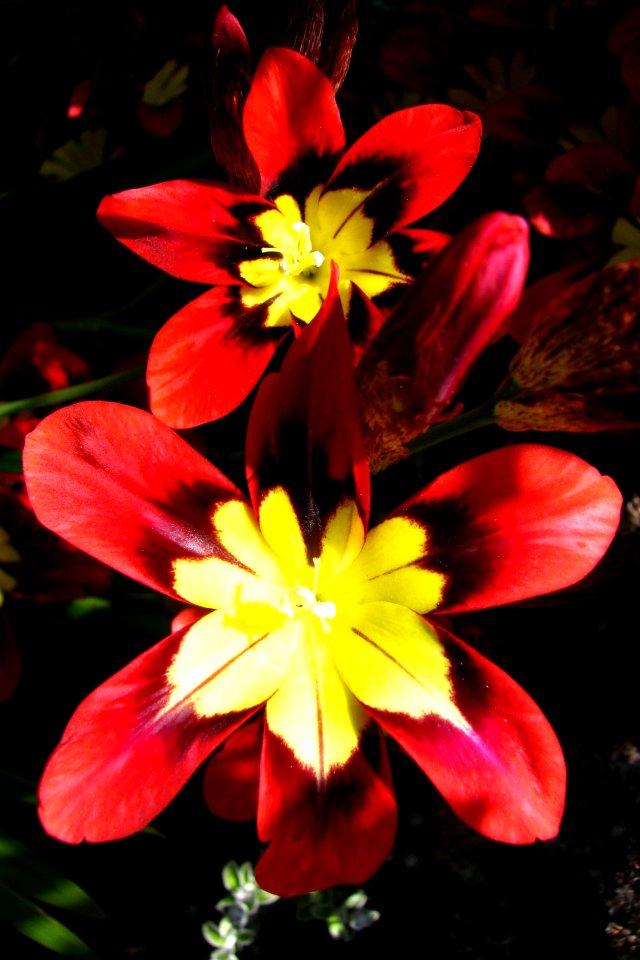 red-and-yellow flowers 2