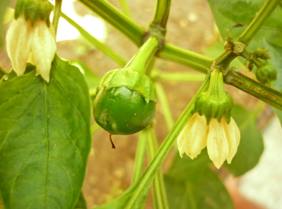 Capsicum annuum L. Pimentón 5