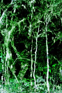 dark forest photo