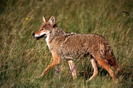 Coyote in Field.jpg photo