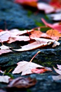 Fall Color Detail-Columbia River Gorge photo