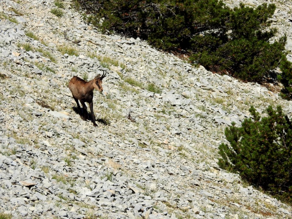 Chamois  Mt Ventoux  nord