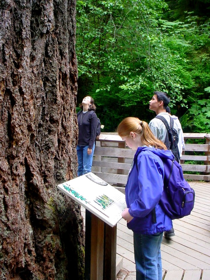 Large tree and interpretive sign along the Quinault Rainforest Nature Trail-Olympic