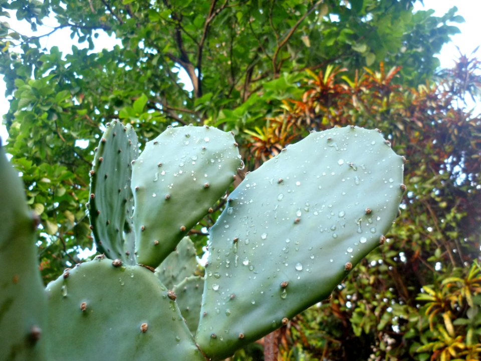Opuntia boldinghii 4