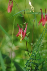 Green nature plant