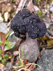 Tiny Elfin Saddle Mushroom, Olympic National Forest