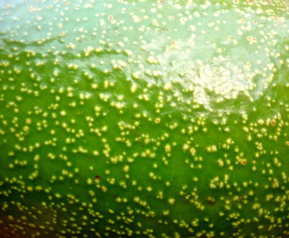 Aguacate 3