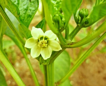 Capsicum annuum L. Pimentón 2