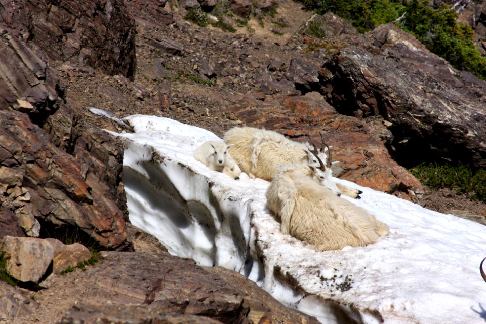 Mountain Goat Family-Olympic