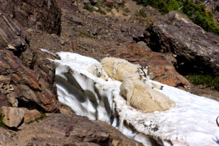 Mountain Goat Family-Olympic