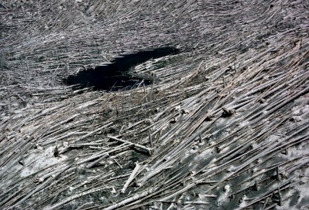 126 Massive timber blowdown around Boot Lake result of May 18th eruption Mt St Helens