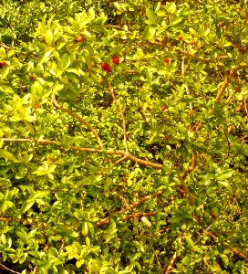 Malpighia glabra Semeruco 2