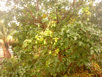 Aguacate criollo02