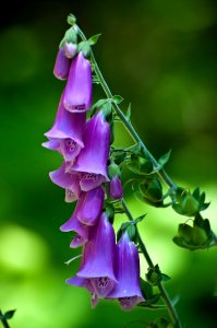 Close-Up of Purple Foxglove, Willamette National Forest photo
