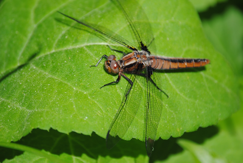 Insect nature wildlife photo