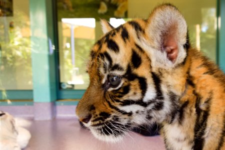 Tiger cub - Dreamworld photo