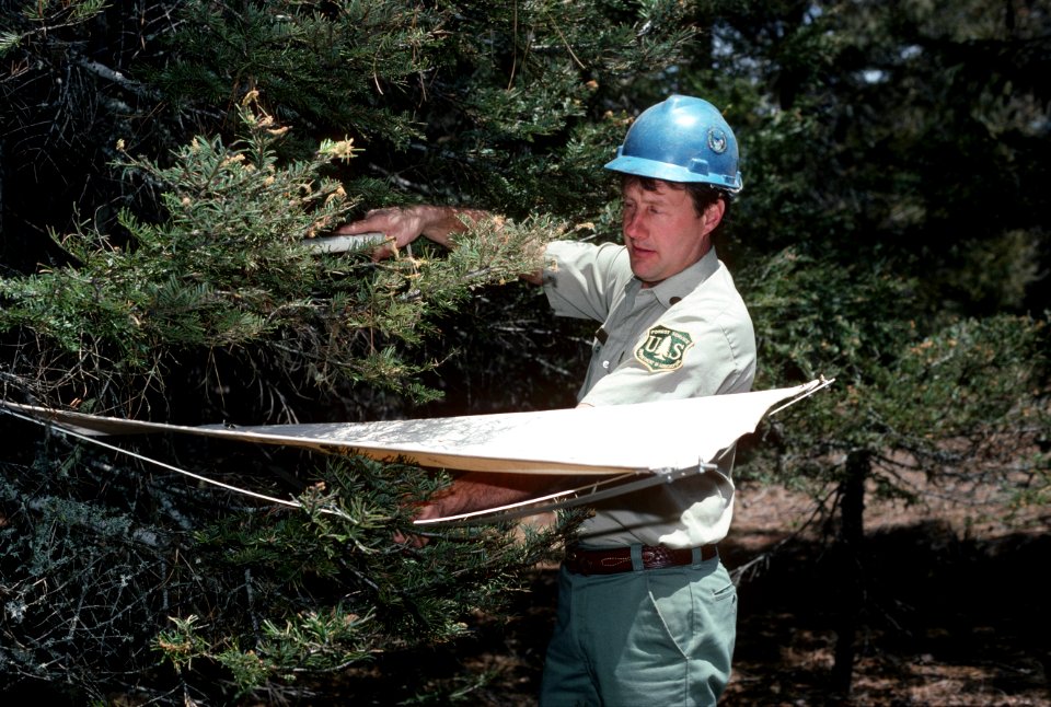 Forester conducting spruce budworm count.jpg