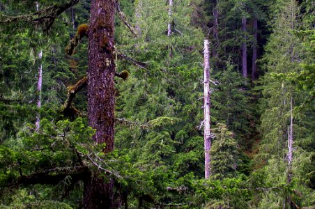 Old Growth Forest at Opal Creek, Willamette National Forest