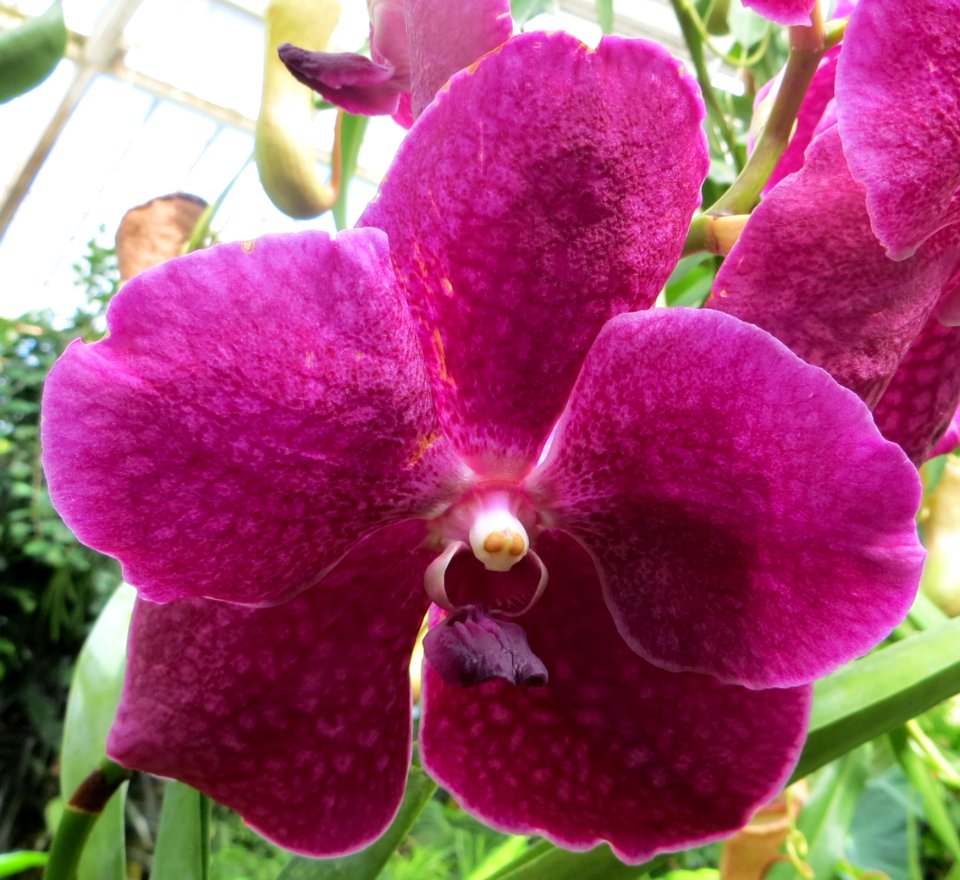 deep pink orchid