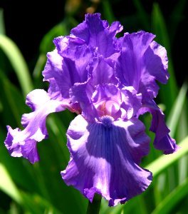 pale purple bearded iris photo