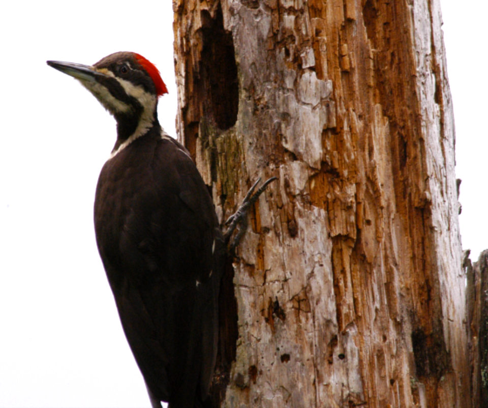 Pileated Woodpecker on Dead Tree-Mt Hood