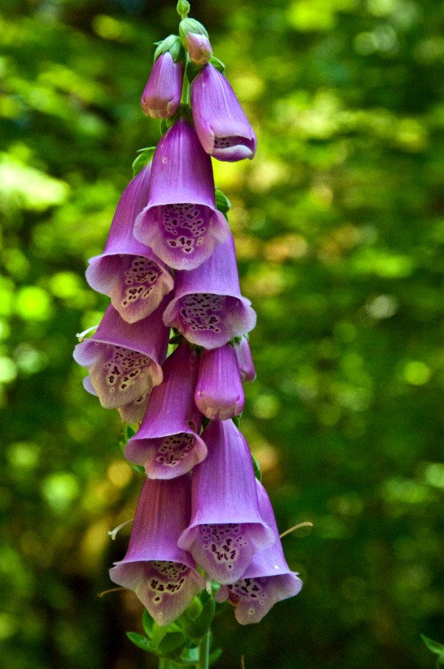 Purple Foxglove Detail-Willamette