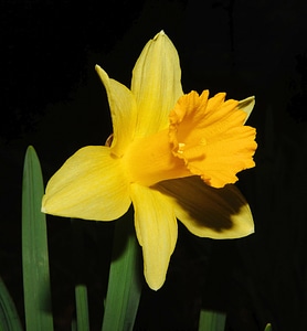 Narcissus spring plant photo