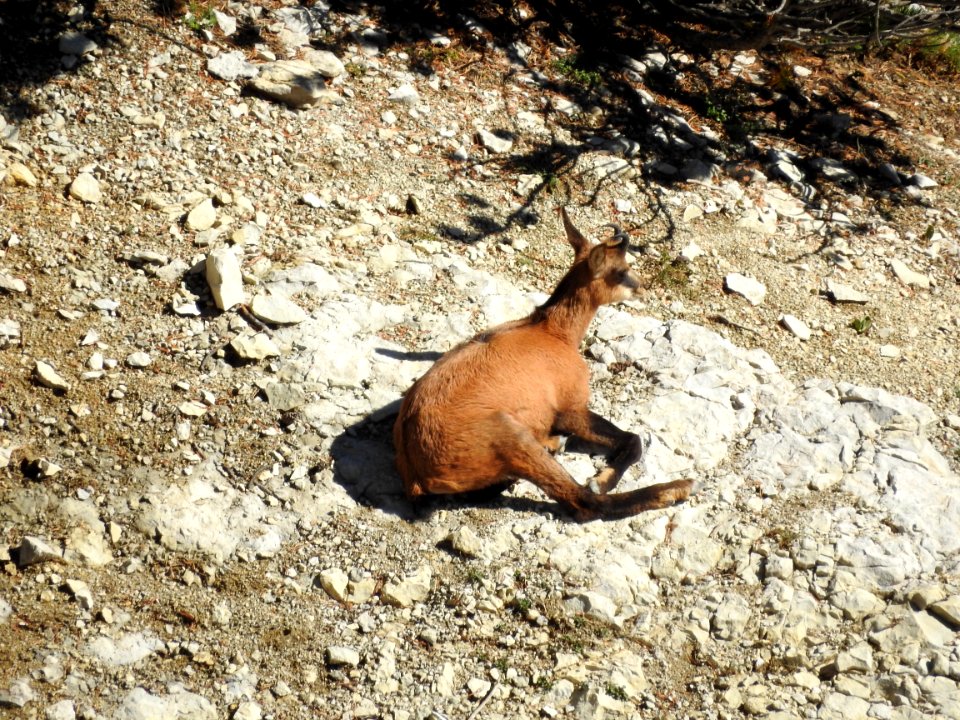 Chamois   :  Bain de Soleil