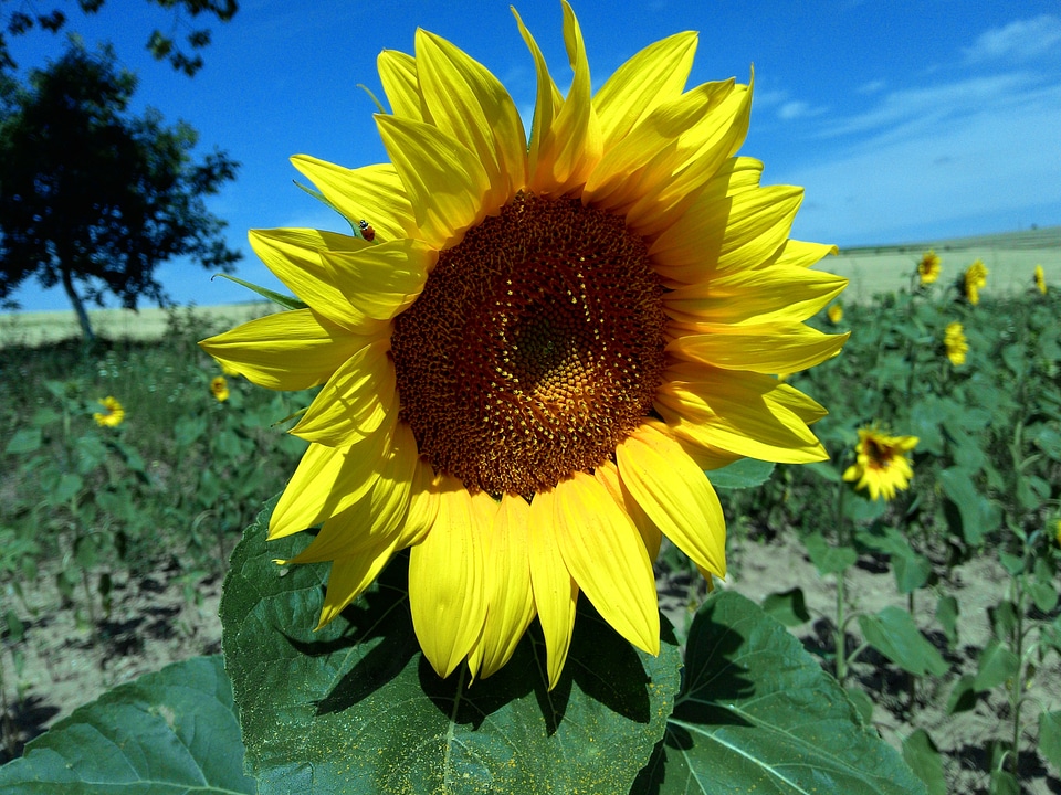 Sunflower field nature yellow
