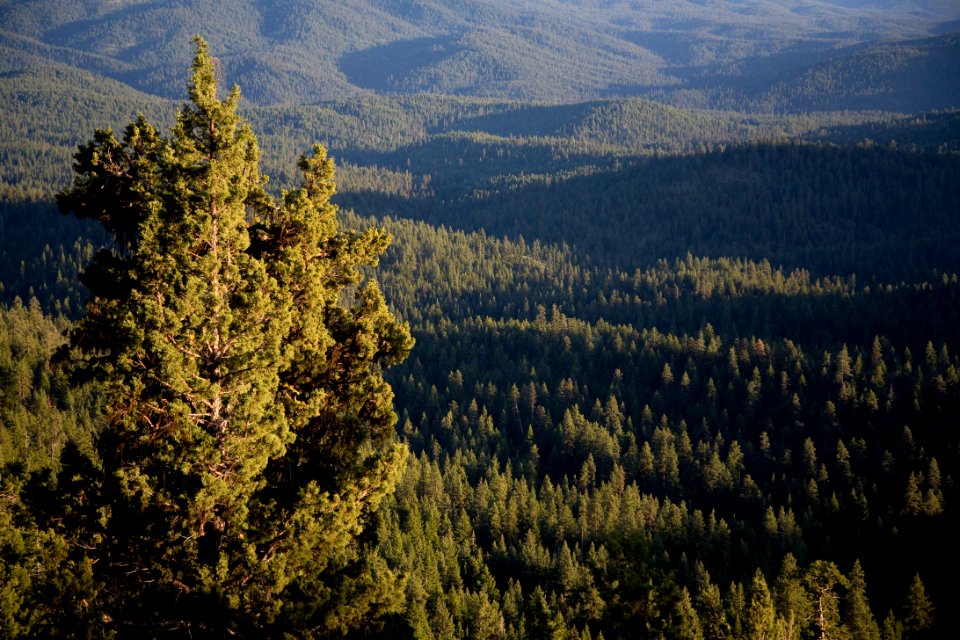 Forest's from Field Peak Trail-Malheur