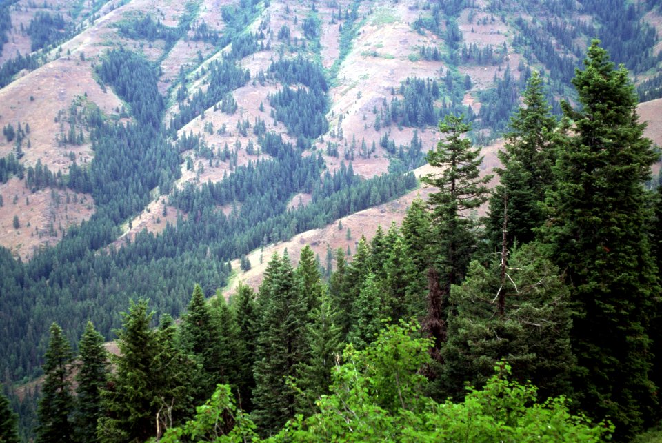 Umatilla Breaks, Umatilla National Forest.jpg