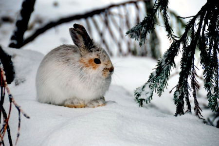 Juvenile Bunny in Winter, Mt Baker Snoqualmie National Forest photo