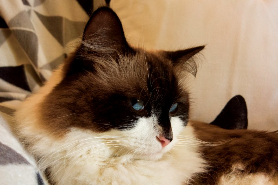 Jasper