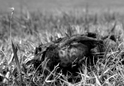 Dead Toad