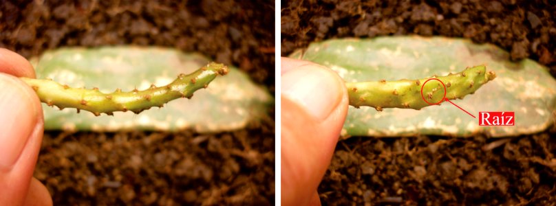 Cladodio elongado de Opuntia boldinghii con aréola enraizada